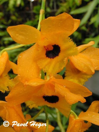 Dendrobium