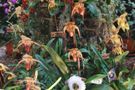 Grand Champion Plant - Paphiopedilum Wssner Black Wings (rothschildianum x anitum) 