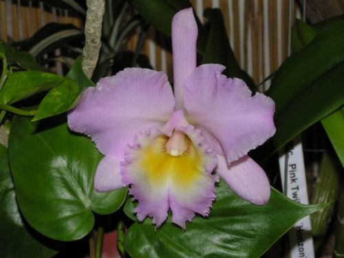 Blc. Pink Twilight 'Horizon'