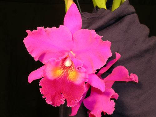 Lc. Bonanza 'No.1'