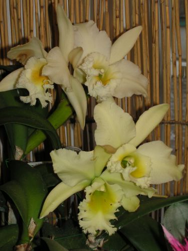 Brassolaeliocattleya hybr.