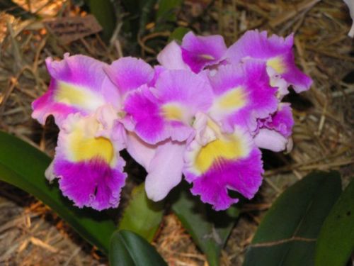 Brassolaeliocattleya hybr.