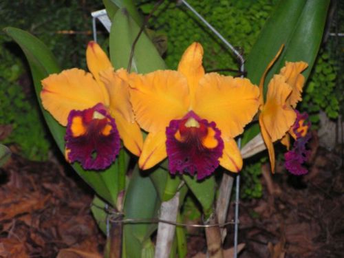 Blc. Tainan Gold 'Orchis'