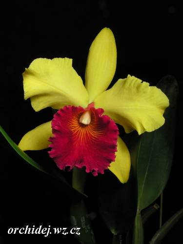 Blc. Alma Kee 'Tip Malee'