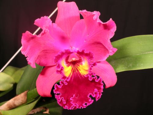 Blc. War Chant 'Siam Ruby'  GM/WOC