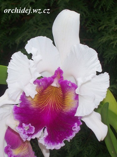 Blc. Talana