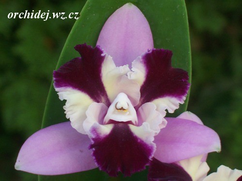 C. Cherry Song x Lc. Netrasiri Beauty