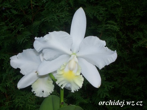 Lc. Majorie Hausermann 'York'