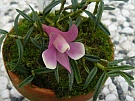 Dendrobium cuthbertsonii bicolor