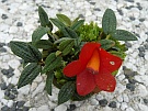 Dendrobium cuthbertsonii red robin