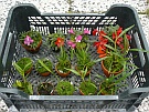 Dendrobium sbirka