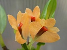 Dendrobium vexillarius orange