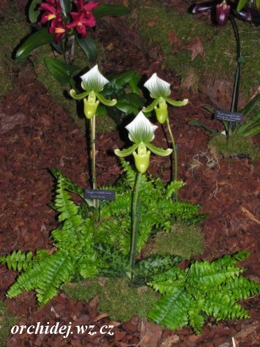 Paphiopedilum Maudiae