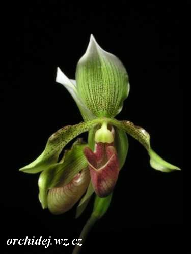 Paphiopedilum Alain Poher?