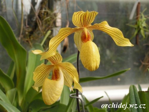 Paphiopedilum