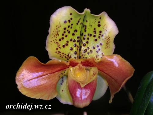 Paphiopedilum Elegy x London Wall