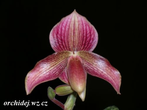 Paph. concolor var. henisianum x Paph. Warden .25 vini