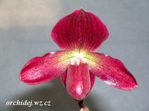 Paph. concolor var. henisianum x Paph. Warden .25 vini