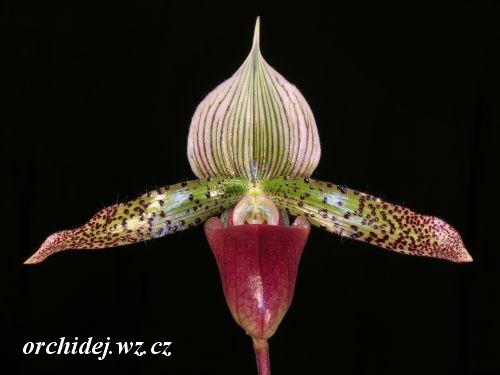 Paph. Clair DeLune xPaph. sukhakulii