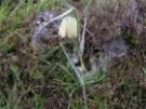 Fritillaria involucrata