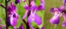 Anacamptis x alata