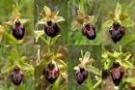 Ophrys x arachnitifromis