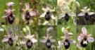 Ophrys x arachnitifromis