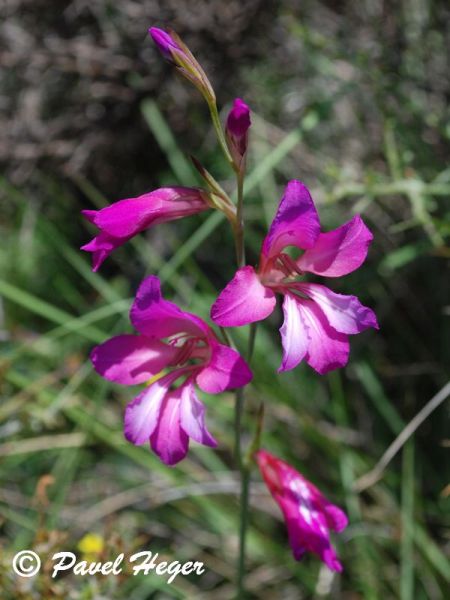 Gladiolus