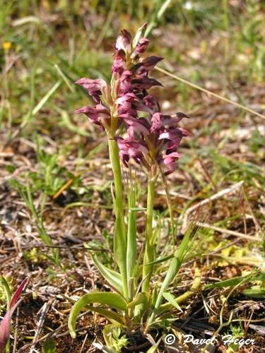 Anacamptis coriophora