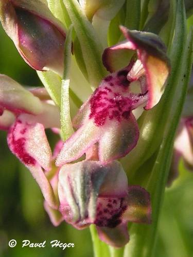 Anacamptis coriophora