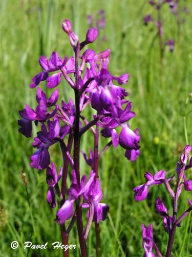 Anacamptis laxiflora