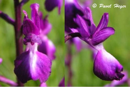 Anacamptis laxiflora