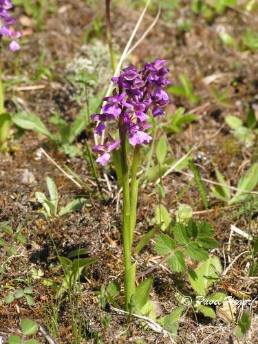 Anacamptis morio