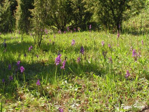 Anacamptis morio