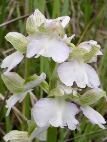 Anacamptis morio