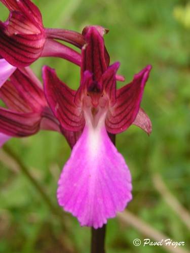 Anacamptis papilionacea