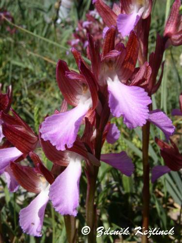 Anacamptis papilionacea