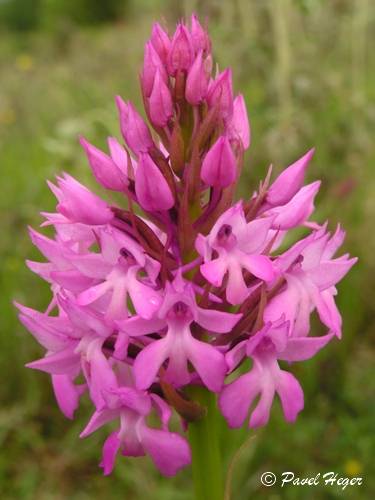 Anacamptis pyramidalis