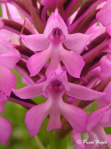 Anacamptis pyramidalis