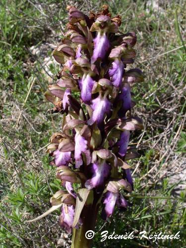 Barlia robertiana