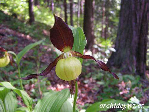 Cypripedium calceolus