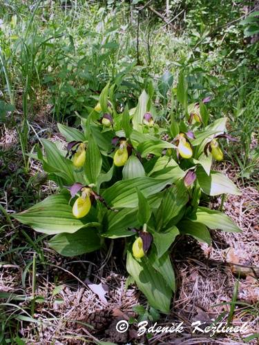 Cypripedium calceolus