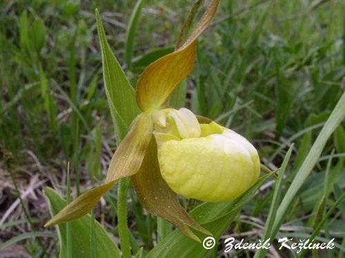 Cypripedium calceolus