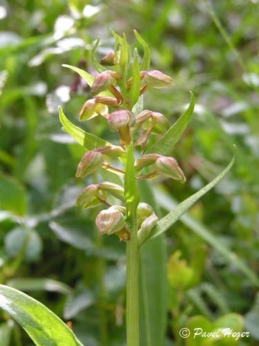 Coeloglossum viride