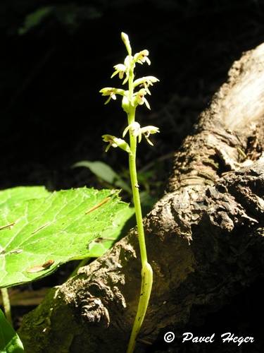 Corallorhiza trifida