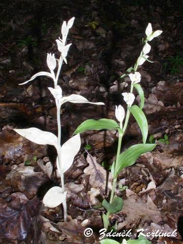 Cephalanthera damassonium