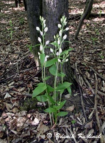 Cephalanthera damassonium