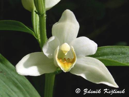 Cephalanthera damassonium