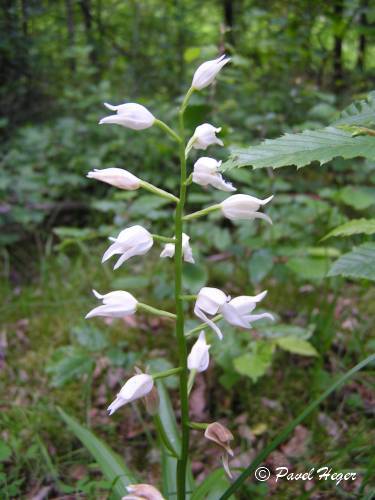 Cephalanthera longifolia