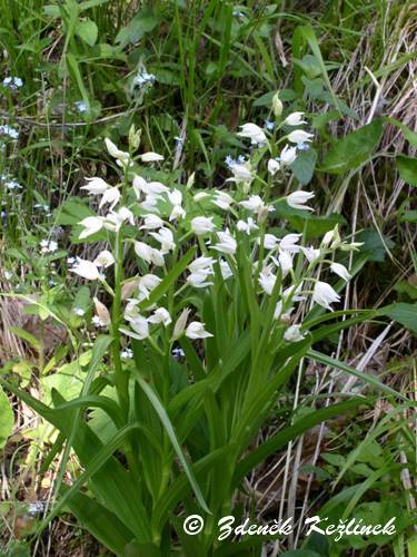 Cephalanthera longifolia